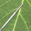 [T-Max] Titanium Alloy Aero Spoke for Bicycles 2.9g / 2.6g